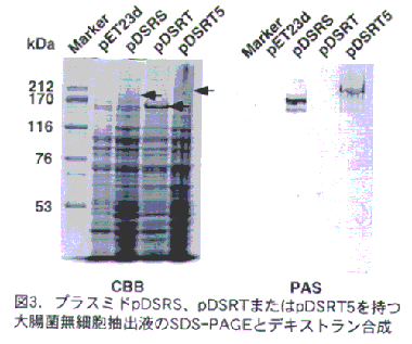 図3 プラスミドpDSRS、pDSRTまたはpDSRT5を持つ大腸菌無細胞抽出液のSDS-PAGEとデキストラン合成