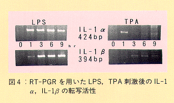 図4 RT-PCRを用いたLPS、TPA刺激後のIL-1α、IL-1βの転写活性