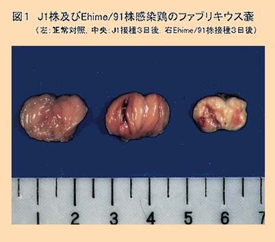 図1 J1株及びEhime/91株感染鶏のファブリキウス嚢