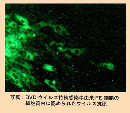 写真 BVDウイルス持続感染牛由来FE細胞の細胞質内に認められたウイルス抗原