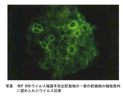写真 NCP BVDウイルス曝露牛脱出胚盤胞の一部の胚細胞の細胞質内に認められたウイルス抗原
