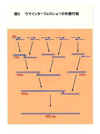 図2 ウマインターフェロンα1の作製行程