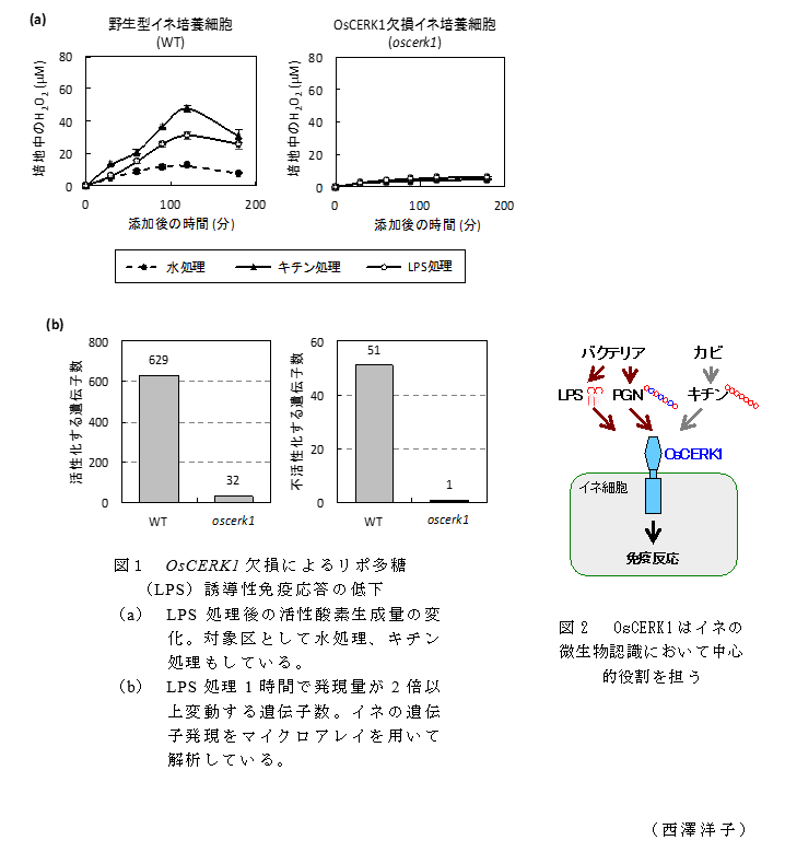 図1 OsCERK1欠損によるリポ多糖(LPS)誘導性免疫応答の低下;図2  OsCERK1はイネの微生物認識において中心的役割を担う