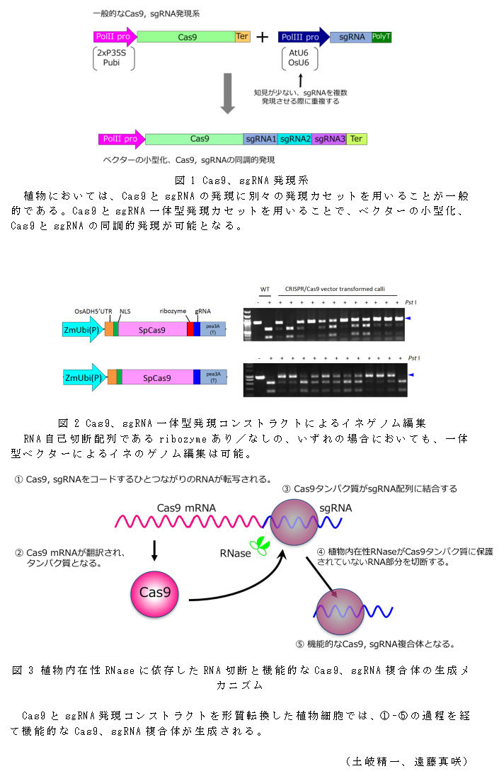 図1 Cas9、sgRNA発現系;図2 Cas9、sgRNA一体型発現コンストラクトによるイネゲノム編集;図3 植物内在性RNaseに依存したRNA切断と機能的なCas9、sgRNA複合体の生成メカニズム