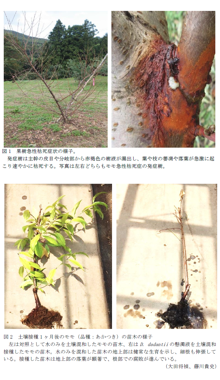図1 果樹急性枯死症状の様子,図2 土壌接種1ヶ月後のモモ(品種:あかつき)の苗木の様子
