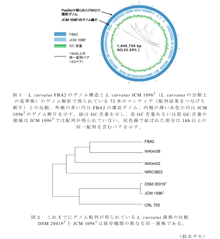 図1 L. curvatus FBA2のゲノム構造とL. curvatus JCM 1096T(L. curvatusの分類上の基準株)のゲノム解析で得られている72本のコンティグ(配列結果をつなげた断片)との比較?図2 これまでにゲノム配列が得られているL. curvatus菌株の比較