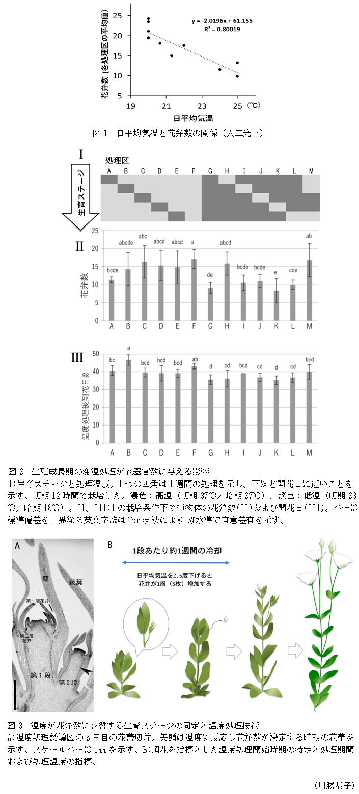 図1 日平均気温と花弁数の関係(人工光下),図2 生殖成長期の変温処理が花器官数に与える影響,図3 温度が花弁数に影響する生育ステージの同定と温度処理技術