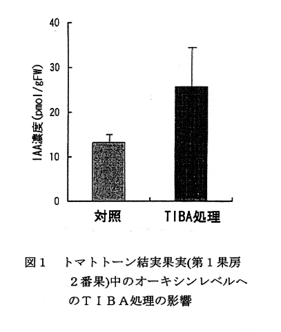 図1:トマトトーン結実果実(第1果房2番果)中のオーキシンレベルへのTIBA処理の影響