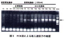 図3 PCR法による導入遺伝子の確認