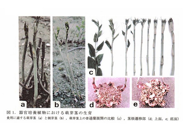 図1 器官培養植物における萌芽茎の生育