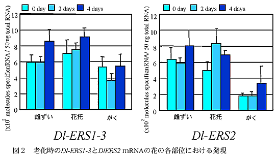 図2 老化時のDl-ERS1-3とDlERS2 mRNAの花の各部位における発現