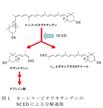 図1  9-シス-ビオラキサンチンのNCEDによる分解過程