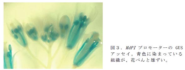 図3.MdPIプロモーターのGUSアッセイ。青色に染まっている組織が、花べんと雄ずい。