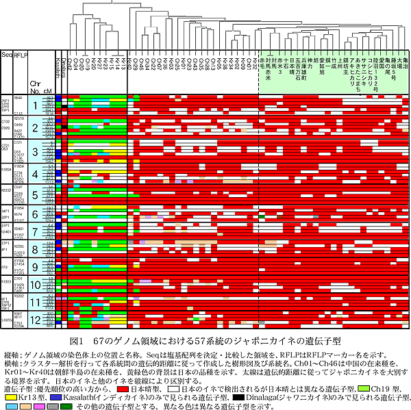 図1 67のゲノム領域における57系統のジャポニカイネの遺伝子型