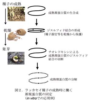 図2.ラッカセイ種子の成熟時に働く新規蛋白質の同定