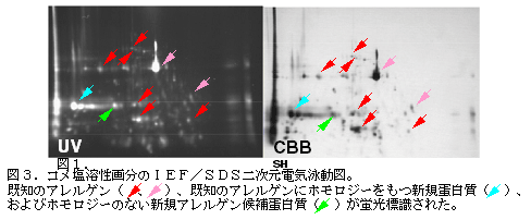 図3.コメ塩溶性画分のIEF/SDS二次元電気泳動図。