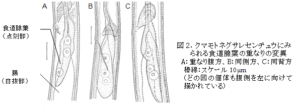 図2.クマモトネグサレセンチュウにみられる食道腺葉の重なりの変異