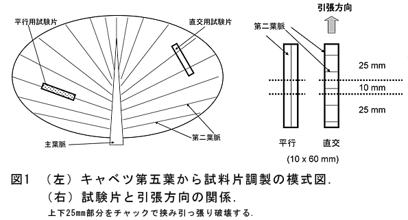 図1.(左)キャベツ第五葉から試料片調製の模式図.(右)試験片と引張方向の関係.上下25mm部分をチャックで挟み引っ張り破壊する.