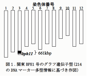 図1.関東IL2 号のグラフ遺伝子型(214のDNA マーカー多型情報に基づき作図)