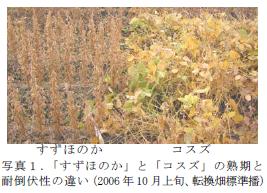 写真1.「東北146 号」と「コスズ」の熟期と耐倒伏性の違い(2006 年10 月上旬、転換畑標準播)