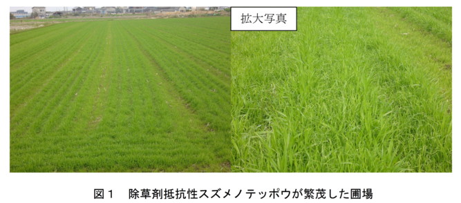 除草剤抵抗性を持つ雑草スズメノテッポウの総合防除技術 農研機構