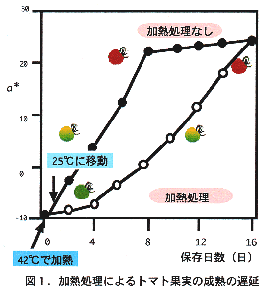 図1 加熱処理によるトマト果実の成熟の遅延