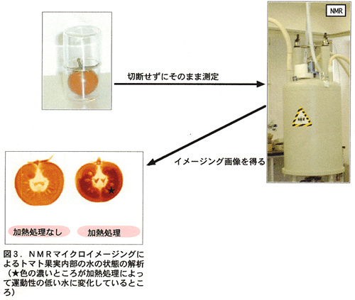 図3 NMRマイクロイメージングによるトマト果実内部の水の状態の解析