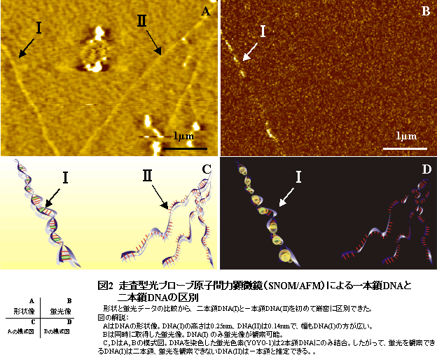 図2 走査型光プローブ原子間力顕微鏡(SNOM/AFM)による一本鎖DNAと二本鎖DNAの区別