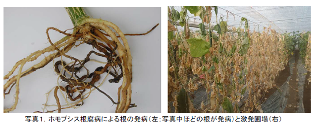 写真1 ホモプシス根腐病による根の発病(左:写真中ほどの根が発病)と激発圃場(右)