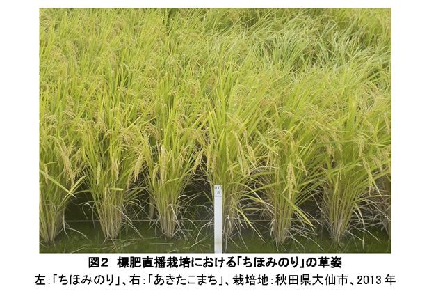 図2 標肥直播栽培における「ちほみのり」の草姿