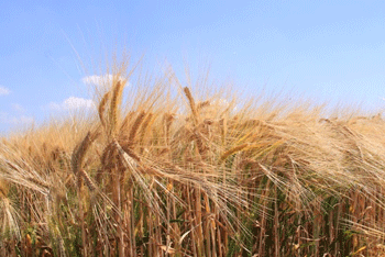 収穫間近の麦畑