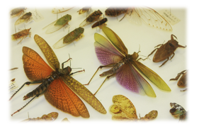 �����W�{