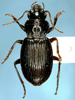 Lateral