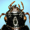 Dorsal