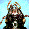 Dorsal