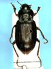 Lateral