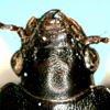 Dorsal