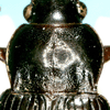 Dorsal