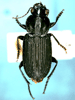Lateral