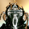 Dorsal