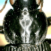 Dorsal