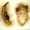 Dorsal