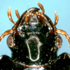 head