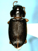 Lateral