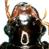 Dorsal