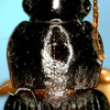Dorsal