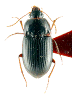 Dosal habitus