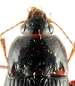 Pronotum