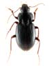 Dosal habitus