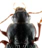 Pronotum